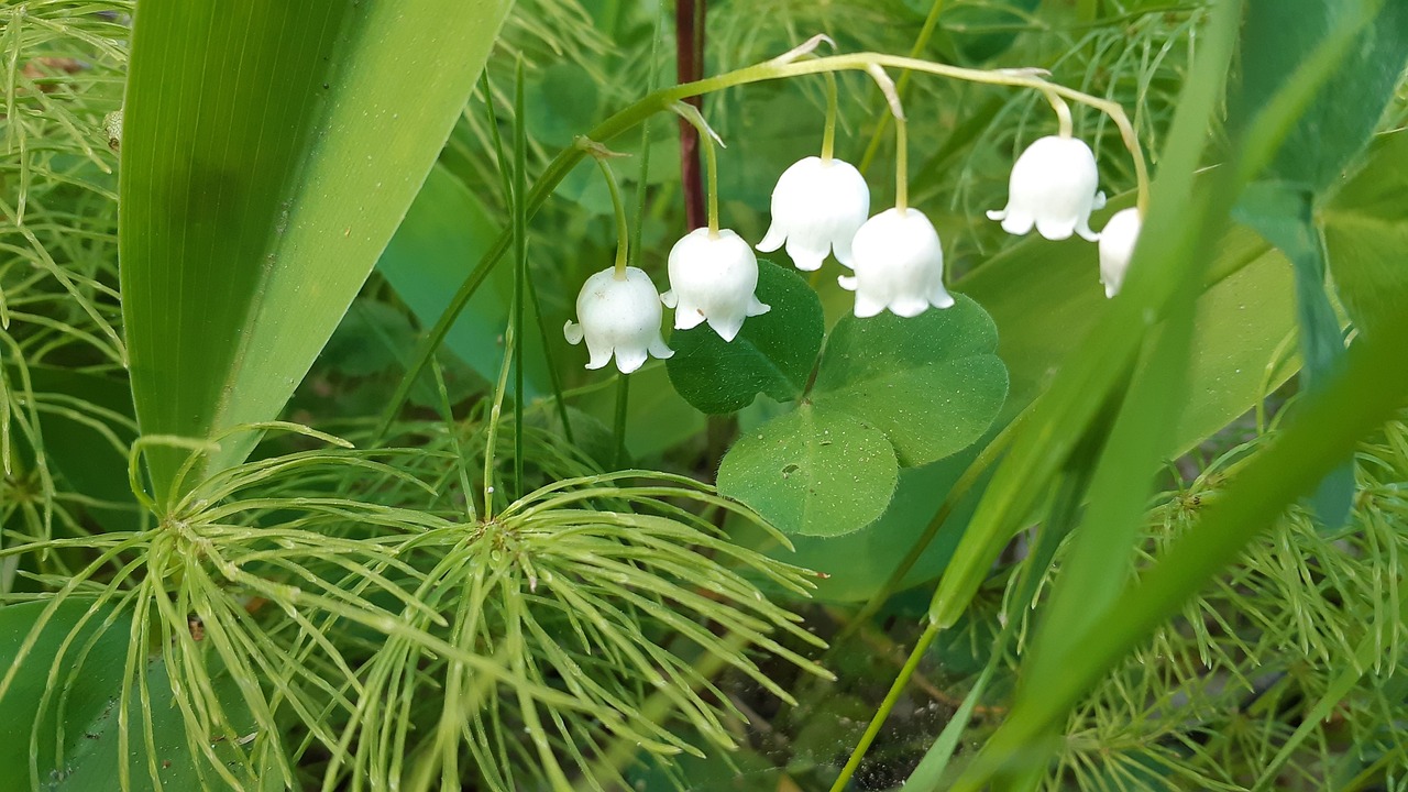 墨野自然之美，动植物的独特展现